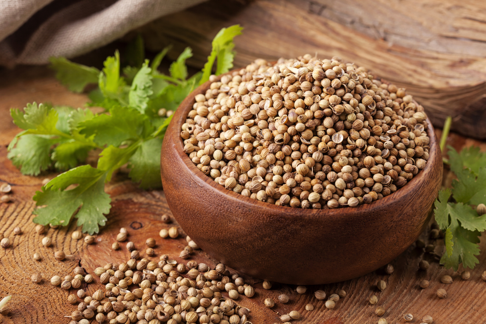 Coriander – Don’t Leave It On the Practice Squad